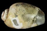 Polished, Chalcedony Replaced Gastropod Fossil - India #133523-1